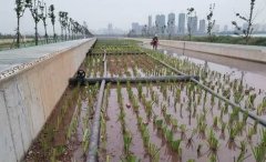 培育水生植物超 100 余种